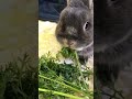 生にんじん葉が好きなうさぎさん🥕 ウサギ うさぎ bunny ネザーランドドワーフ かわいい 癒し ミニレッキス にんじん葉