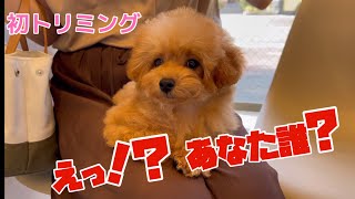 お迎え後 愛犬の初トリミング あまりの変わり様にびっくり！小さなトイプードルCoCo