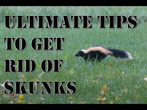 Learn How To Get Rid Of Skunks Fast | BEST Repellent For Getting Rid Of ...