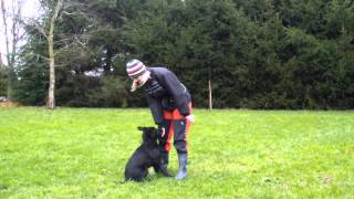 Borneo Catario Mikels - first steps in obedience