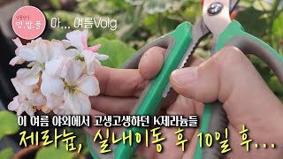 제라늄,실내로 옮겨온 제라늄 살펴보기 #실내제라늄 #여름제라늄