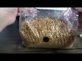 wine cap mushroom species highlight... diy grain spawn demo