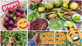 Harvesting grapes,pumpkins \u0026 veggies.చేతికి వచ్చెను పంట,ఎంత ఆనందమోనంట