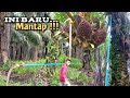 AMAZING PALM HARVESTING TOOLS VERY SHARP