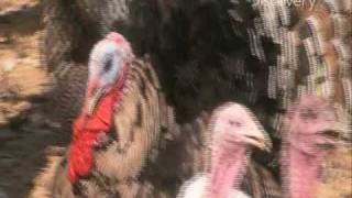 HowStuffWorks- Free Range vs. Organic Turkey