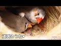 赤ちゃんが生まれました❤キンカチョウ・雛の孵化・親鳥の餌やりzebra finch s hatching 1089