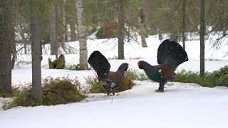 Fighting capercaillies in Kuusamo 05-2021. Taistelevat metsot soitimella. 4K HDR.