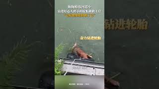 【善待動物關愛生命】狗狗掉落河道中，鉆進好心人扔下的輪胎被救上岸。“它好像知道妳救了它”  #善待动物关爱生命  #狗狗 #shorts