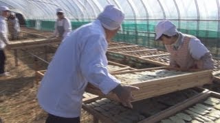 特産の干し芋作り最盛期　ひたちなか・東海地区