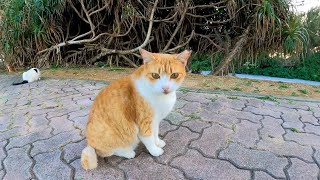 駐車場の野良猫達、晩御飯の時間でした