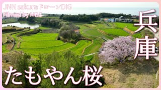 淡路島のたもやん桜　兵庫県淡路市【JNN sakuraドローンDIG 2023】