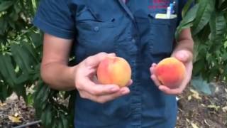 Tropic Beauty Peach Tree - Low Chill Stone Fruit DaleysFruit.com.au