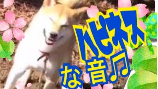 【柴犬 もみさん】草刈り機の音で　幸せになる犬💓　A dog happy with the sound of a mowing machine