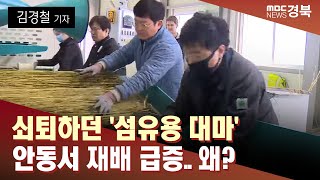 [K헴프 37] 쇠퇴하던 '섬유용 대마' 안동서 재배 급증..왜? / 안동MBC