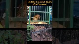 Lakshitha ని attack చేసిన చిరుత నీ బోనులో బంధించారు #alipiri #tirumala #alipiristeps Tirupati Himaja