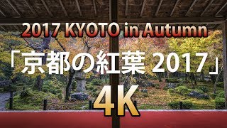 [4K] KYOTO JAPAN 京都の紅葉 2017 Autumn Leaves in Kyoto 圓光寺、瑠璃光院、東福寺、永観堂、平等院ライトアップ