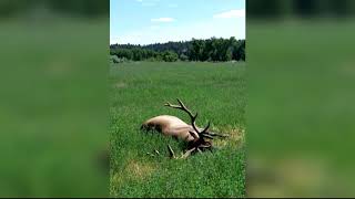 Reward grows in poached bull elk investigation