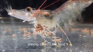 How does vannamei shrimp eat?