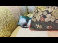 背泳ぎするボタンインコ