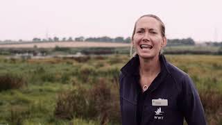 Steart Marshes Black-Winged Stilts Success | WWT