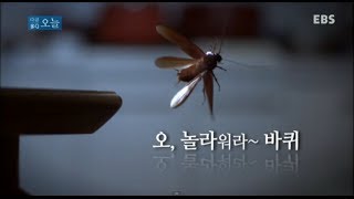 다큐 오늘 - 오,놀라워라~ 바퀴