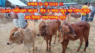 @আজ ২১ মে ২০২৩ ।।১০০% শাহীওয়াল জাতের  ষাঁড় ও বকনা বাছুর গরু কেমন দামে ক্রয় বিক্রয়। আফতাবগঞ্জ হাটে