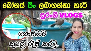 අසරණ සතුන්ට සලකමු Feeding animals Surangi Vlogs