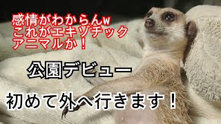 ミーアキャット【初！外散歩】テンション上がってる？！感情がわからんw