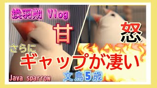 【文鳥5歳2か月②】さらにギャップが凄い！怒ったり甘えたり換羽期Vlog　3代目文鳥ピーちゃん 癒し系動物 Java sparrow