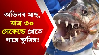 অভিনব মাছ, মাত্র ৩০ সেকেন্ডে খেতে পারে কুমির! ভাইরাল ভিডিও