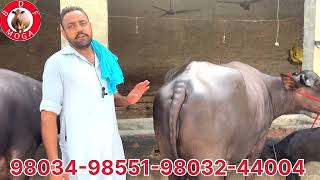 1 ਤਾਜ਼ੀ ਸੂਈ ਮੱਝ -1 ਗੱਬਣ ਮੱਝ -2 beautiful cow for sale (9-9-2024)