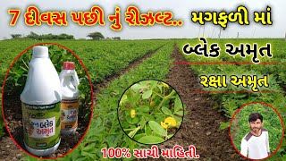 બ્લેક અમૃત નું મગફળી માં 7 દિવસે કેવું રીઝલ્ટ મળીયું || Black Amrut \u0026 Raksha Amrut