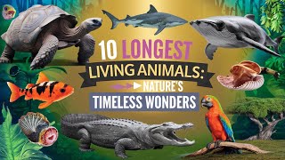 10 Longest Living Animals: Nature's Timeless Wonders