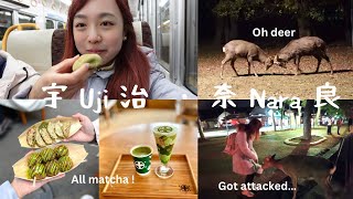 Yummy MATCHA treats in Uji!!💚｜Witnessing DEER fights in Nara park🦌 Got attacked ?!