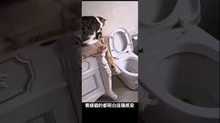 #cat 療癒吸貓系列-貓總能想到各種方法把你搞瘋 219