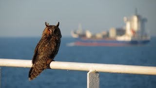 Bird Migration on Merchant Ships