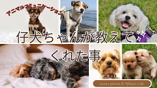 仔犬ちゃんが私に教えてくれた事。触れ合うだけでも必要な時はメッセーが受け取れる‼