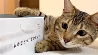 ジェネッタ猫の元に届いた謎の箱とは！？（ベンガル×マンチカン）