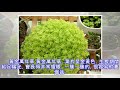 這8種花扔盆里，40℃高溫都能活，堪稱護花小能手！