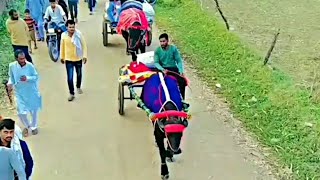 Tanda Sakoti से झोटो की लार गंगा जी के लिए  💥 सभी बेहतरीन झोटे 💥 jhota race || new jhota race 2021