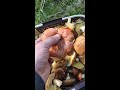 Рыжик красный грибы2022 shorts mushrooms 2022 redginger