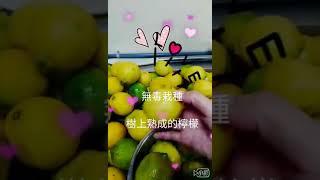 熟成無籽檸檬💗Ice8愛吧 專用