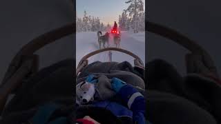 Husky ride in Lapland 在芬兰北极圈内驾驶哈士奇雪橇