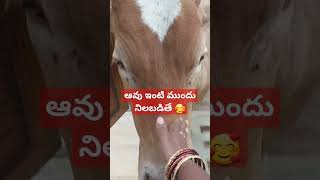 ఆవు మన ఇంటి ముందు నిలబడితే మన ఇంటికి శుభం..... కాబట్టి గోమాతకు ఆహారం పెట్టండి 🙏