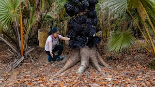 Harvesting Black Canarium Fruit to Sell at the Market - Use A 3-Wheeled Vehicle To Harvest Soursop