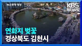 [뉴스광장 영상] 연화지 벚꽃 / KBS  2022.04.13.