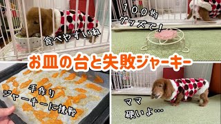 【老犬】ご飯を食べやすくする台と失敗ジャーキー【ダックスフンド】