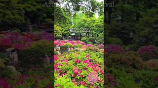 根津神社 つつじ祭り Azalea Spring Festival at Nezu Shrine, Tokyo #scenery #つつじ #travel  #azaleas #japanlife