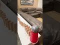 EPIC CHAIN REACTION TRICK SHOT! RUBE GOLDBERG!