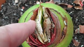 Neon Hippeastrum